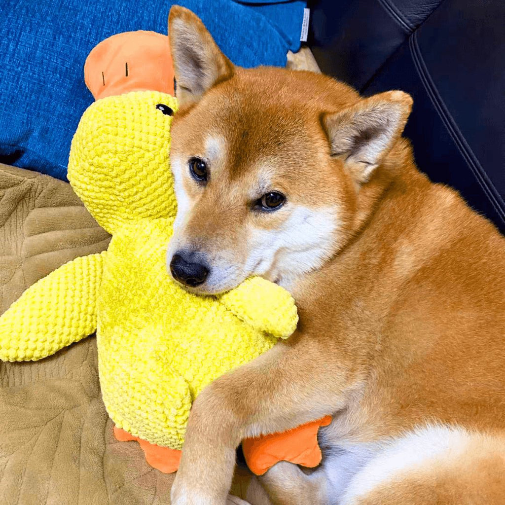 Calming Duck Toy by Wowpetsmar