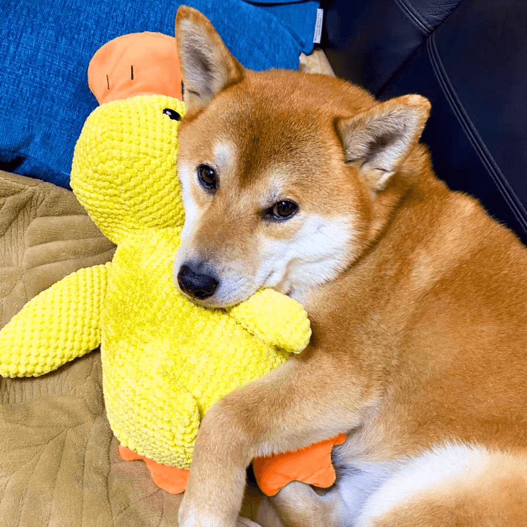 Calming Duck Toy by Wowpetsmar