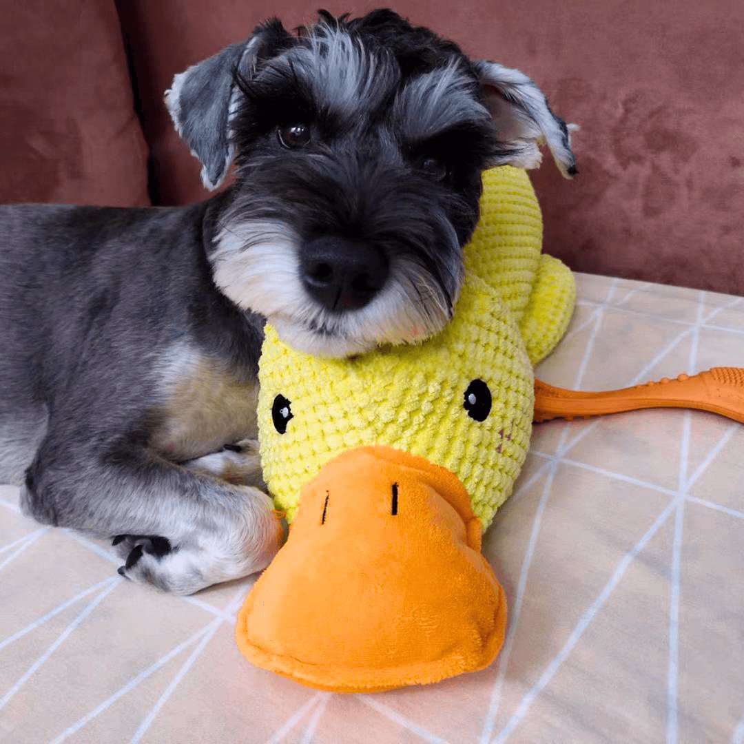 Calming Duck Toy by Wowpetsmar