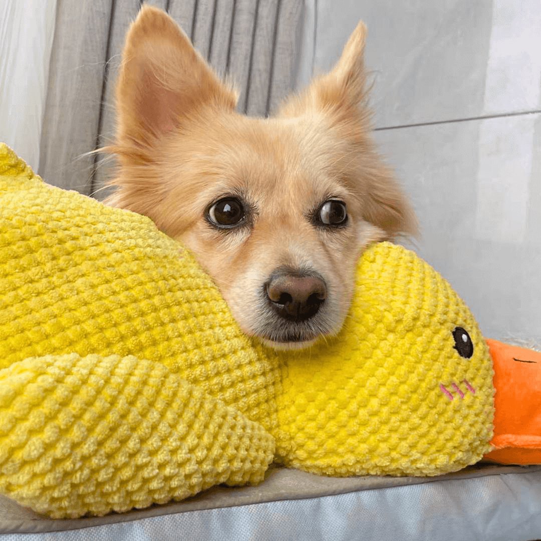 Calming Duck Toy by Wowpetsmar
