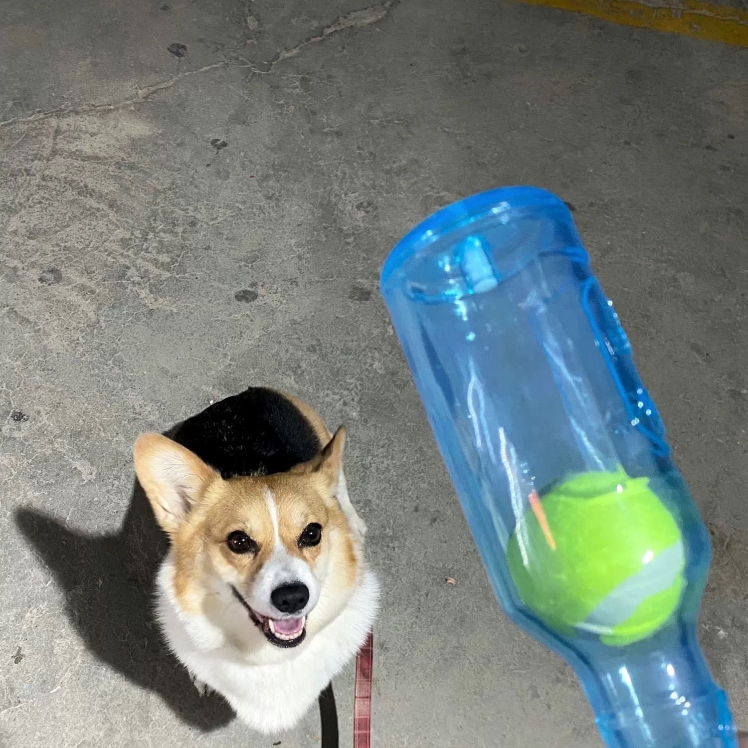 ChewGuard- Chew Bottle Toy